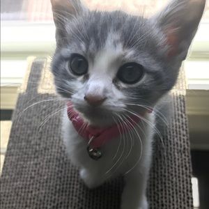 Meet your Posher, Bella